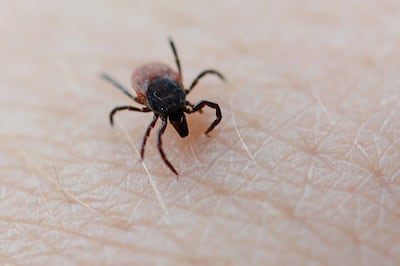Las garrapatas ya están en movimiento en primavera y pueden transmitir agentes patógenos de la enfermedad de Lyme y la TBE.
