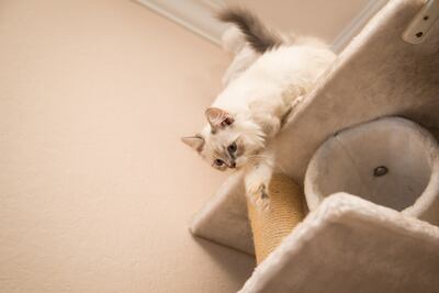 Las plataformas de juego para gatos con felpa son más seguras que las tablas de madera laqueadas sin revestimiento.