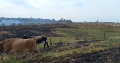 Las vacas buscan lo último que queda del pasto para comer.