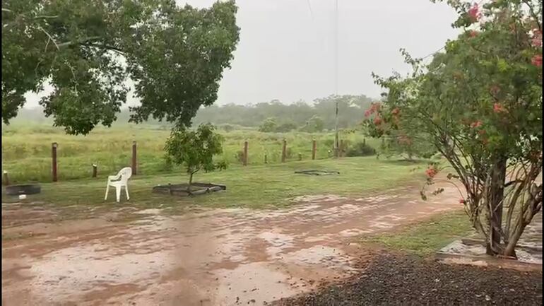 Las lluvias tambien llegaron al campo ganadero en el Alto Paraguay.