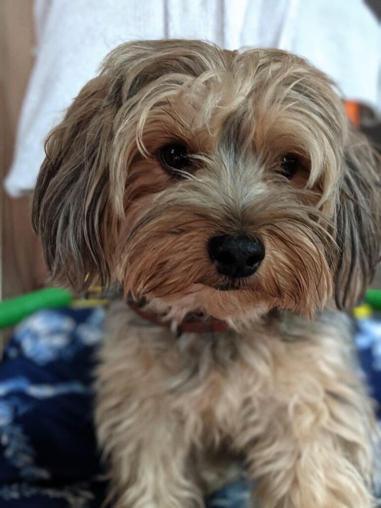 Evo, perro perdido en Asunción.