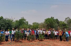 Alrededor de 100 campesinos se congregaron el sábado último en Agüerito para la primera cosecha de cannabis.