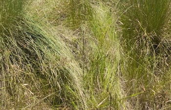 Dos agentes policiales se topan con las bolsas arpilleras abandonadas por los abigeos durante la huida en la estancia "Pariri".