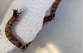 SIDNEY (AUSTRALIA), 10/06/2022.- El gusano Zophobas morio puede alimentarse con poliestireno, un material de uso común que contamina los mares, y podría convertirse en una clave para el reciclaje, publica este viernes un estudio de una universidad australiana. EFE/ Universidad de Queensland SOLO USO EDITORIAL/SOLO DISPONIBLE PARA ILUSTRAR LA NOTICIA QUE ACOMPAÑA (CRÉDITO OBLIGATORIO)