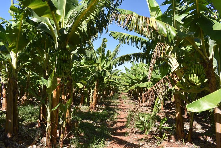 
La mayoría de las parcelas del producto se encuentra en su época de fructificación 