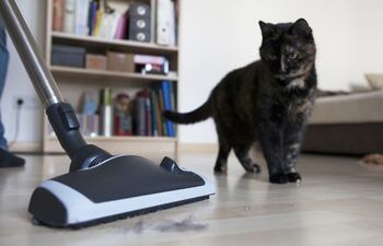 Los gatos suelen emprender la fuga ante la aspiradora.