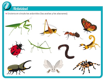 Insectos y arácnidos