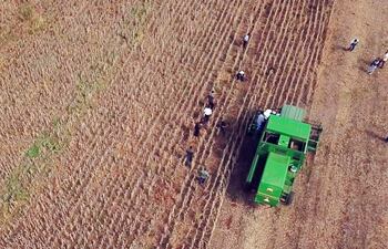 El rendimiento medio de la soja fue alto, 2.960 kilogramos por hectárea en la zafra 2019/2020.
