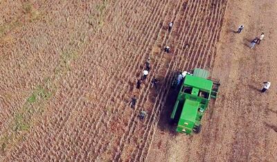 El rendimiento medio de la soja fue alto, 2.960 kilogramos por hectárea en la zafra 2019/2020.