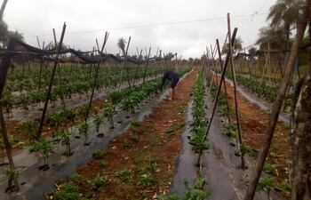 Productores que no disponen de sistema de riego esperan más lluvia