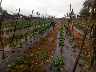 Productores que no disponen de sistema de riego esperan más lluvia