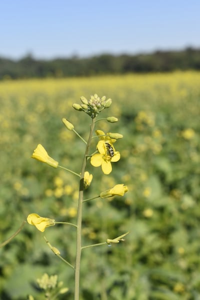 Un escarabajo recorre una planta de canola que todavía no tiene sus “silicuas”, que es donde se producen las semillas de este cultivo invernal y opcional.
