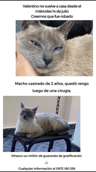 Valentino, mascota perdida