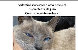 Valentino, mascota perdida