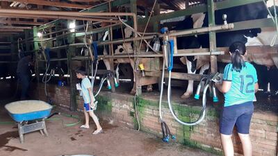 La producción lechera podría verse afectada en algunas zonas del país debido a que el maíz tempranero no tuvo un buen desarrollo, los productores esperan que las instituciones del Estado estén atentas a dicha situación.