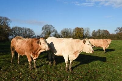 Vacas de la raza "Blonde d'aquitaine" pastan en Evron, Francia.