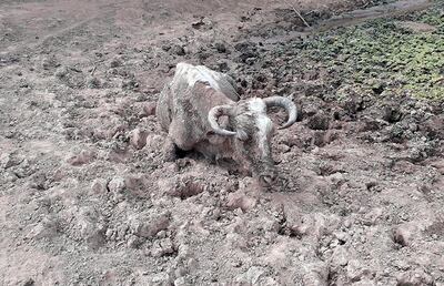Atrapado en el fango, sin ninguna chance de sobrevivir. Pozo Hondo enfrenta una dramática sequía. Pobladores allí afincados no recuerdan una seca tan brutal en los últimos 40 años.