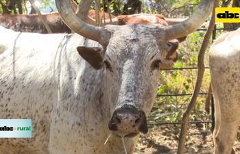 Raza Texas Longhorn y sus características