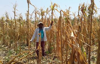 El productor de Carayaó Genaro Olivella mostrando su cultivo de maíz perdido por la fuerte sequía.