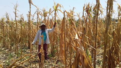 El productor de Carayaó Genaro Olivella mostrando su cultivo de maíz perdido por la fuerte sequía.