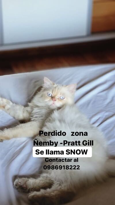 Snow, mascota perdida