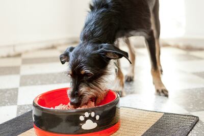 Hay que tomar ciertas precauciones al alimentar a un animal rescatado hambriento: un exceso de alimento podría matarlo.