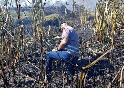 Se ha afectado a más de 14 especies de aves, varios mamíferos, así como reptiles, anfibios, peces, moluscos e insectos.