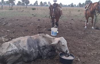 La sequía afecta económicamente a varias familias de pequeños y medianos productores de Villa Franca.