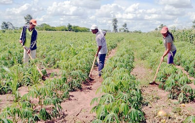 Agricultura tradicional. Apostar a tecnologías de manejo de suelo y mecanización es el camino.