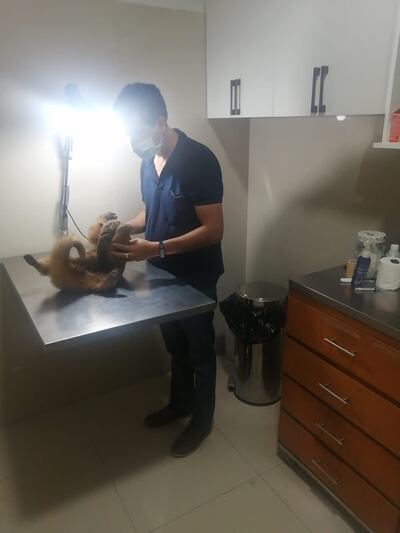 San Antonio: Bomberos rescataron a un oso melero herido de machetazos.