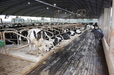 El Free Stall o producción estabulada, los ventiladores, aspersones y la limpieza dan el confort a las vacas para que produzcan más.