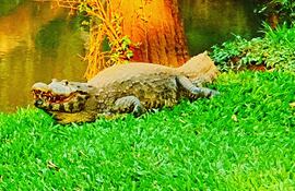 El cocodrilo negro se convirtió en el animal más emblemático del lago de la República de Ciudad del Este.