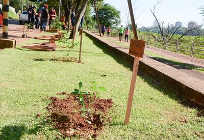 El trabajo de reposición de plantines se realizó en los alrededores del lago de la República.