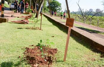 El trabajo de reposición de plantines se realizó en los alrededores del lago de la República.