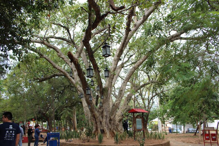 El mítico árbol de la vida de San Bernardino este año fue postulado por primera vez en el concurso Los Colosos de la Tierra.