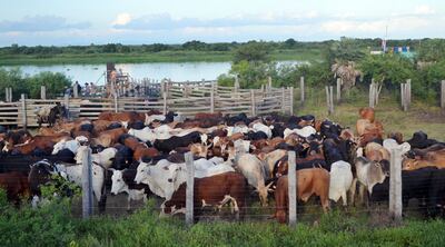 Animales vacunos de la zona a punto de ser llevados en una embarcación con destino a los frigoríficos de Concepción