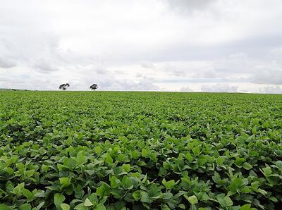 Buen desarrollo de la soja en Alto Paranà, foto de la CAP.
