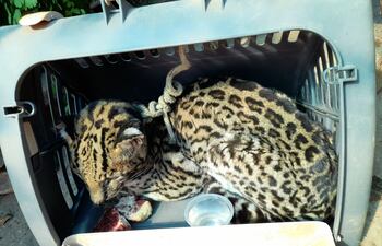 El cachorro de Yaguareté que fue rescatado en un gallinero tendría entre 4 a 5 meses, según estimó una veterinaria.