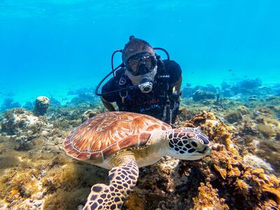 Un buzo se sumerge detrás de una tortuga marina sobre un arrecife de coral.
