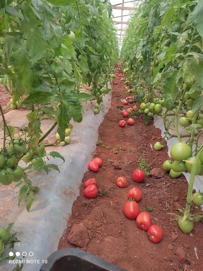 Producción de tomate, en la finca de Francisco Meza, de Caaguazú. Imagen de este lunes 12 de setiembre.