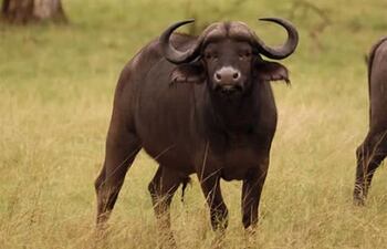 Búfalo atropella a un cazador mexicano. (foto ilustrativa)
