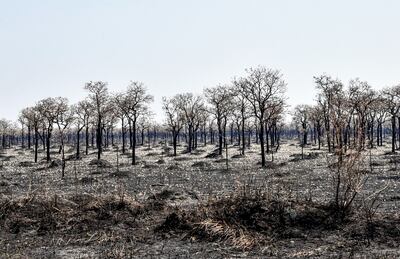 Bolivia soporta los más graves  incendios forestales en la región, con 1,2 millones de hectáreas quemadas.