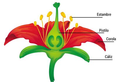 Partes de una flor