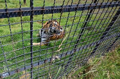Una tigresa de Bengala (Panthera tigris tigris) llamada Frida, en el "Reino Animal" refugio para animales salvajes de la Municipalidad de Otumba.