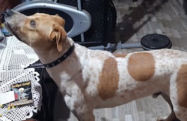 Rocky, mascota perdida