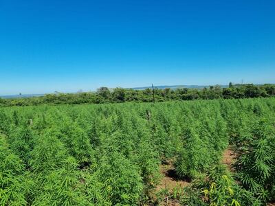 Plantaciones de marihuana detectadas en la zona conocida como San Fernando del distrito de Capitán Bado.