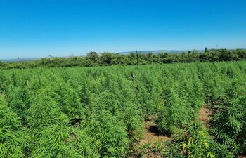 Plantaciones de marihuana detectadas en la zona conocida como San Fernando del distrito de Capitán Bado.