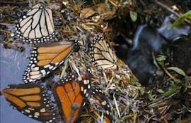 Mariposas de Costa Rica, primer exportador mundial, abren alas en Dubái, Europa y EEUU. (archivo)
