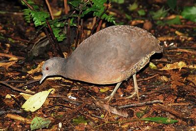 Ynambu apeky'a (Crypturellus obsoletus). Foto de José Carlos de Almeida Rodrigues (Inhambú-Guaçu), Wikimedia Commons.