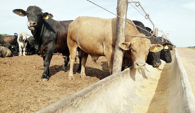 Con un buen asesoramiento, el ganadero tradicional puede apostar al confinamiento.